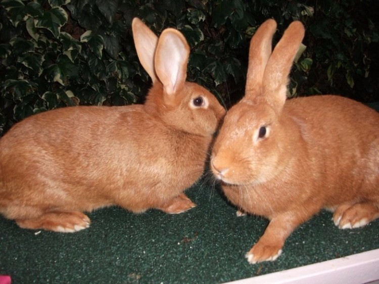 Два новозеландских красный кролика 