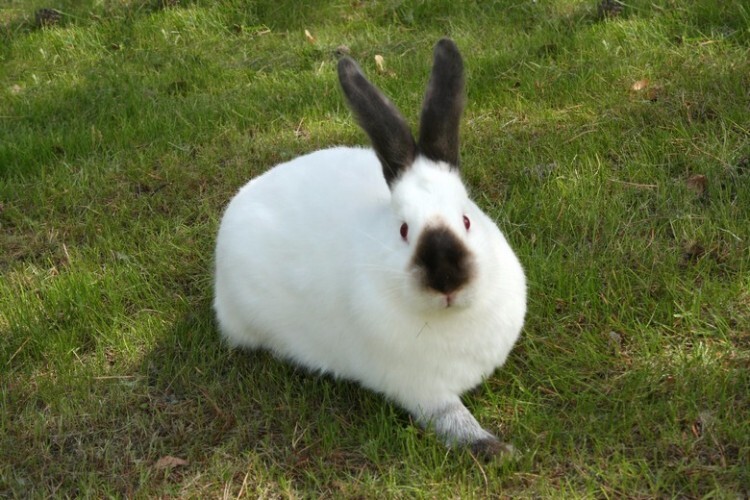 Калифорнийский кролик на траве
