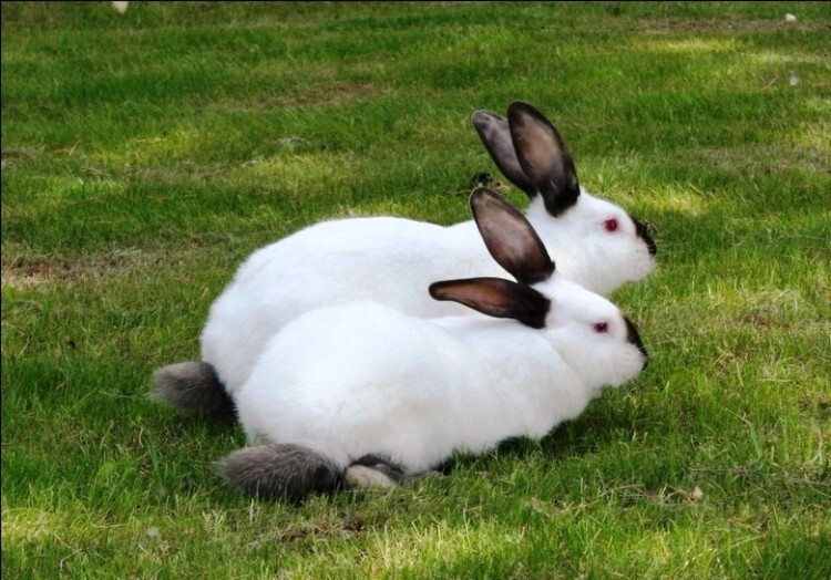 Кролики породы русский горностай