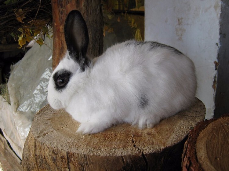Кролик породы русский горностай на пеньке