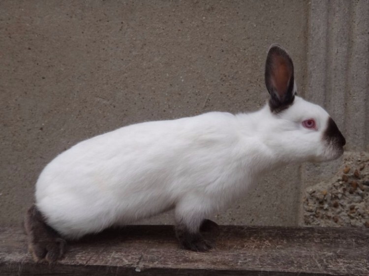 Кролик породы русский горностай с вытянутой шеей 