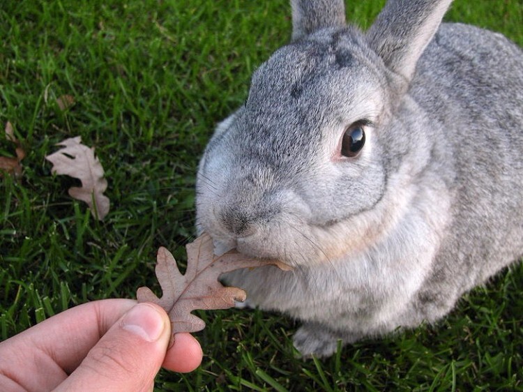 Кролик советская шиншилла ест листик