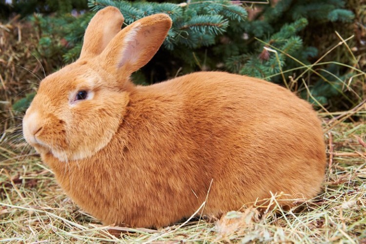 Кролик бургундской породы