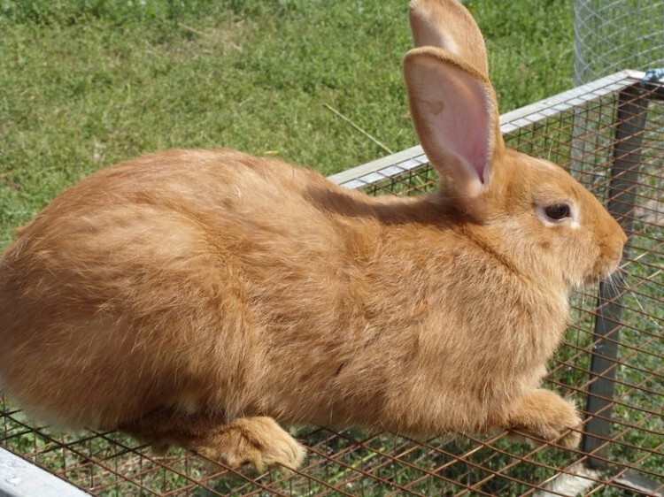 Кролик бургундской породы на клетке