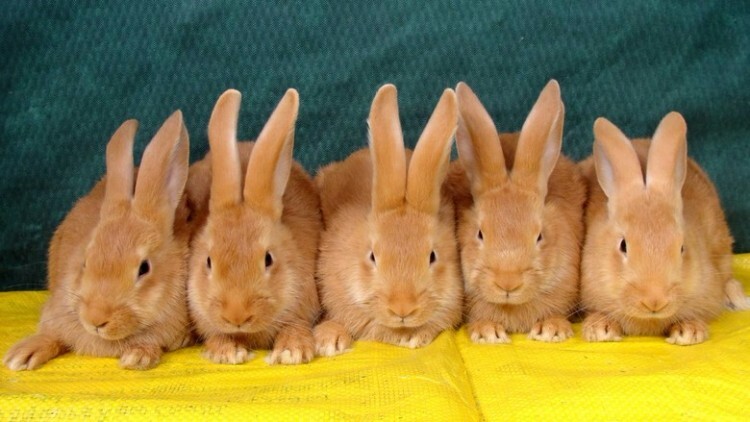 Семейство кроликов бургундской породы