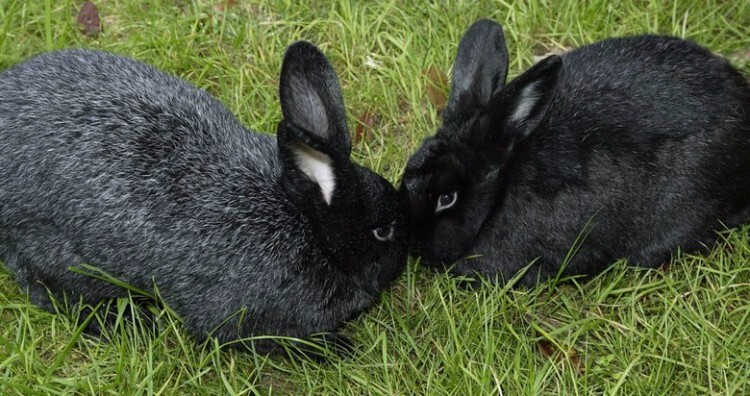 Два кролика породы черно-бурый