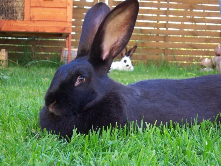 Черно-бурый кролик лежит на траве