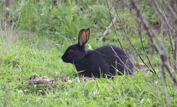 Кролик породы черно-бурый