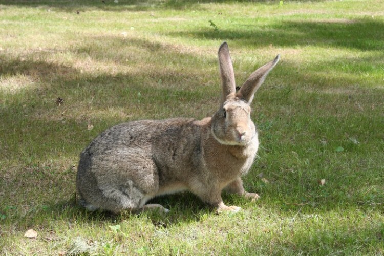 Кролик великан на лужайке