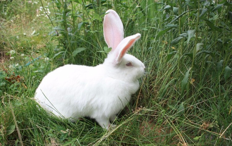 Кролик белый великан в траве