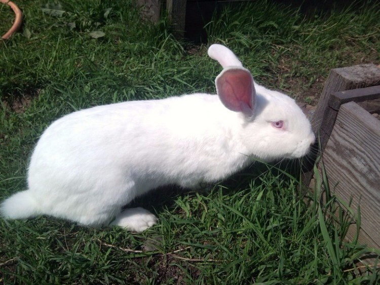 Кролик белый великан на траве