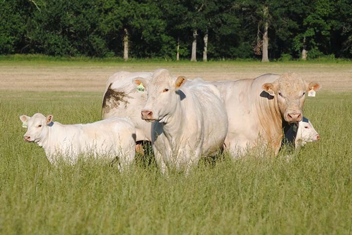 Шаролезские коровы на лугу