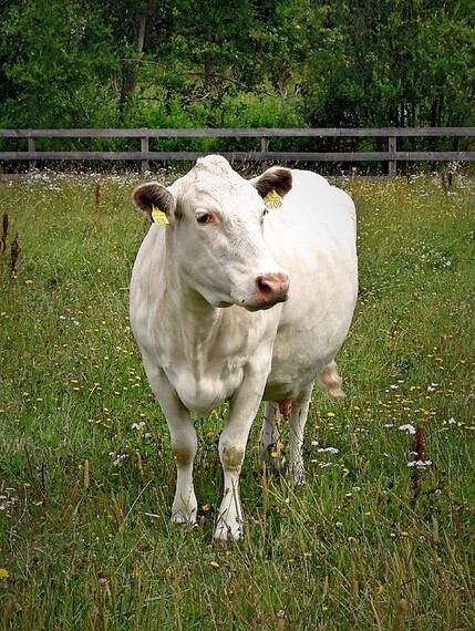 Шаролезская корова