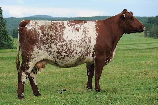 Шортгорнская порода коров сбоку