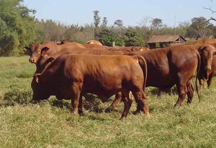 Стадо коров породы санта-гертруда