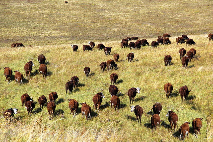 Казахские белоголовые коровы в поле