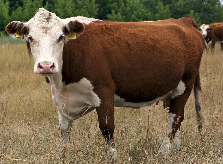 Казахская белоголовая порода коров