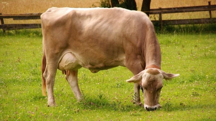 Экстерьер швицкой коровы