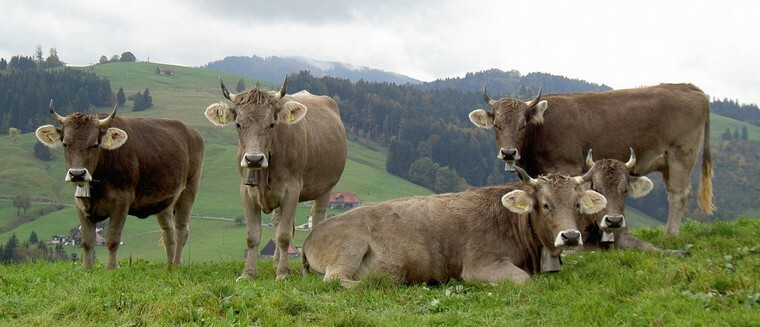 Стадо коров швицкой породы