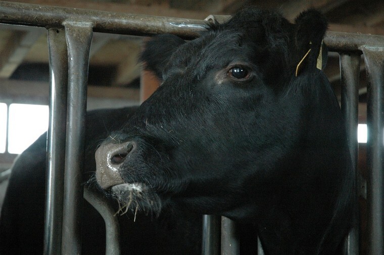 Корова породы Абердин-ангусская в стойле