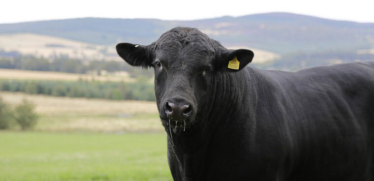 Корова породы Абердин-ангусская в поле