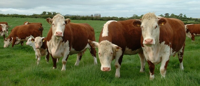 Герефордские коровы в поле