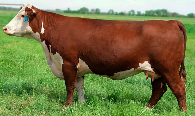 Герефордская корова вид сбоку