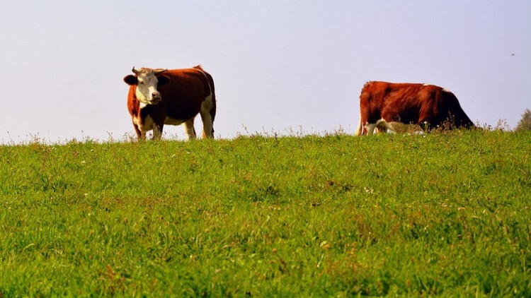 Коровы породы курганская пасутся в поле
