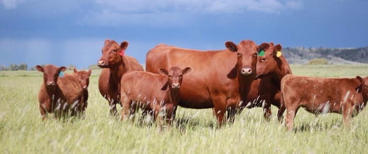 Стадо красногорбатовских коров на лугу