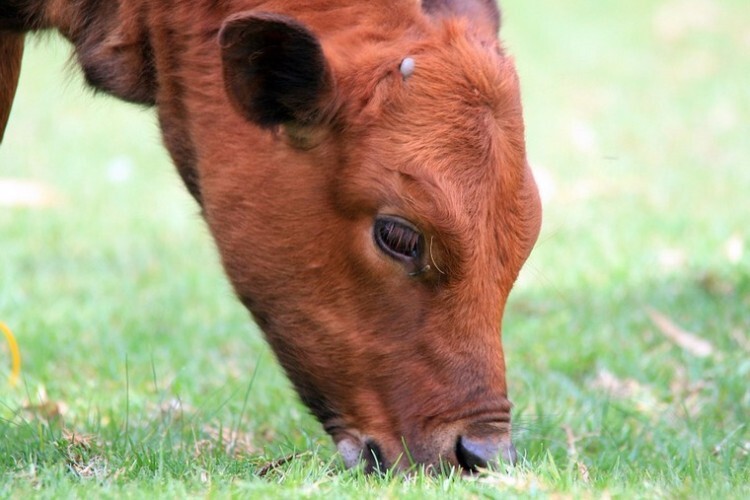 Красногорбатовская корова щиплет траву
