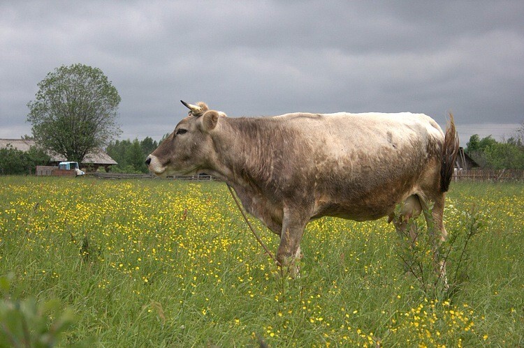 Экстерьер костромской коровы