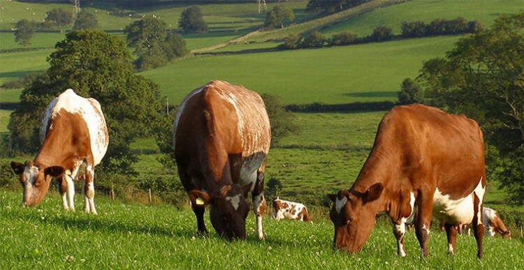 Бестужевские коровы пасутся в поле