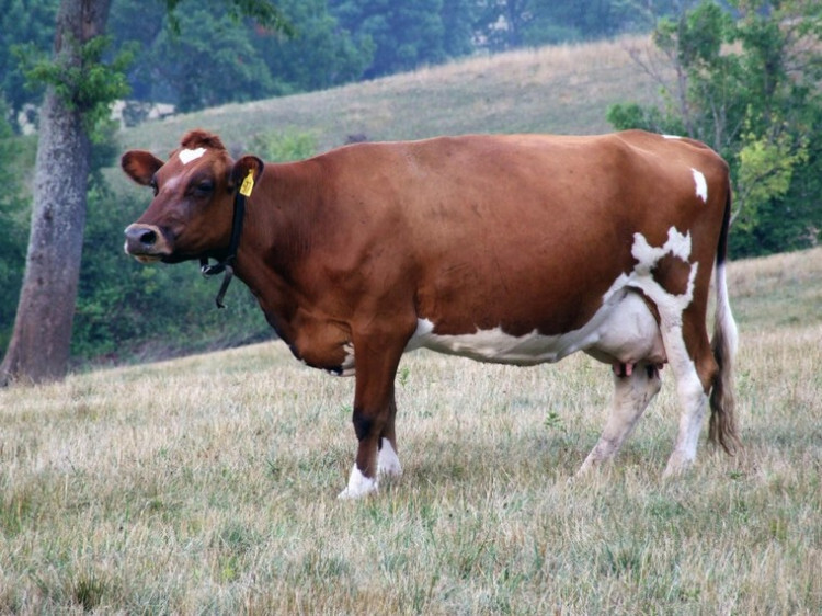 Бестужевская порода коров