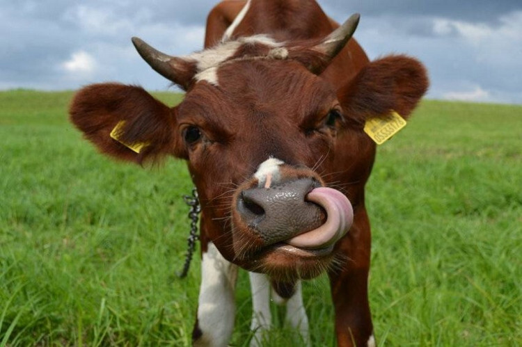 Бестужевская корова показывает язык