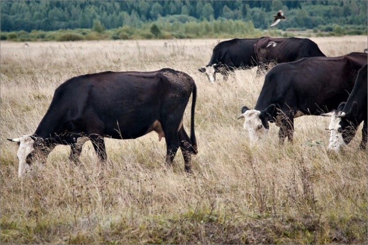 Ярославские коровы черно-пестрого окраса