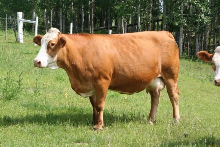 Корова породы ярославская