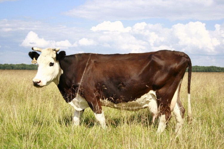 Ярославская корова в поле