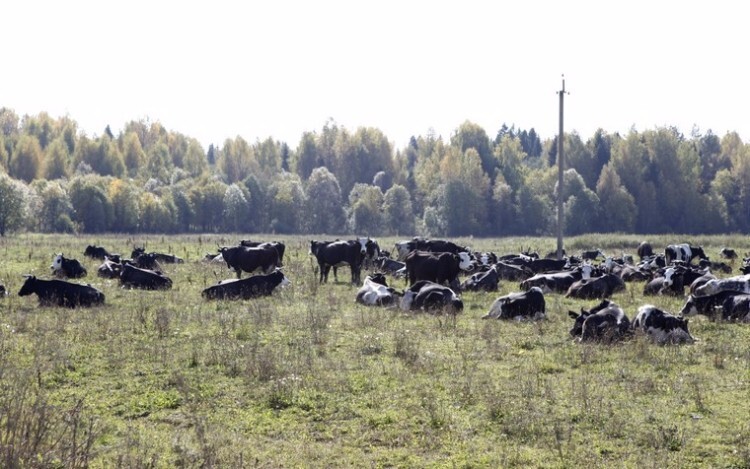 Стадо ярославских коров