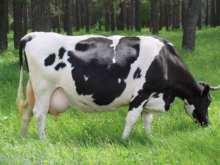 Черно-пестрая корова щиплет траву