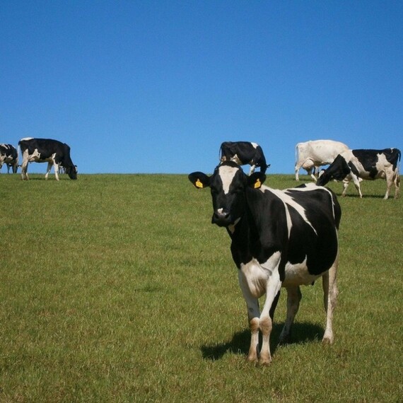 Черно-белые холмогорские коровы