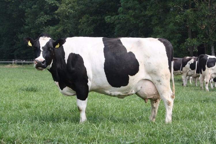 Холмогорская корова на пастбище