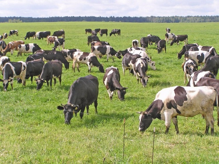 Холмогорские коровы пасутся на лугу