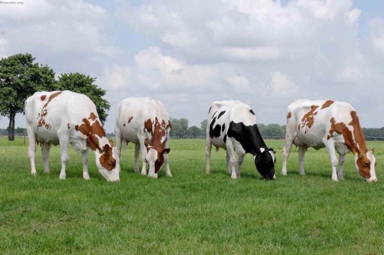 Четыре тагильских коровы едят траву