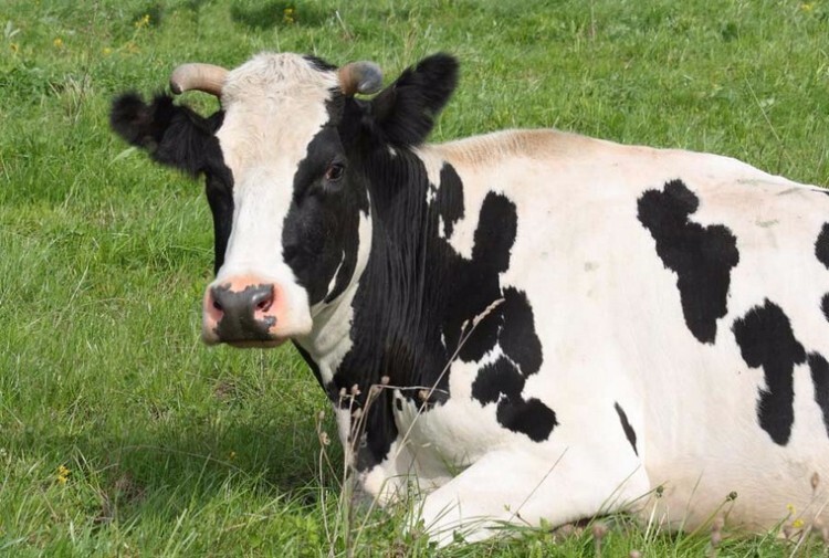 Тагильская корова лежит на траве