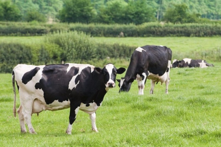 Тагильские коровы пасутся на лугу