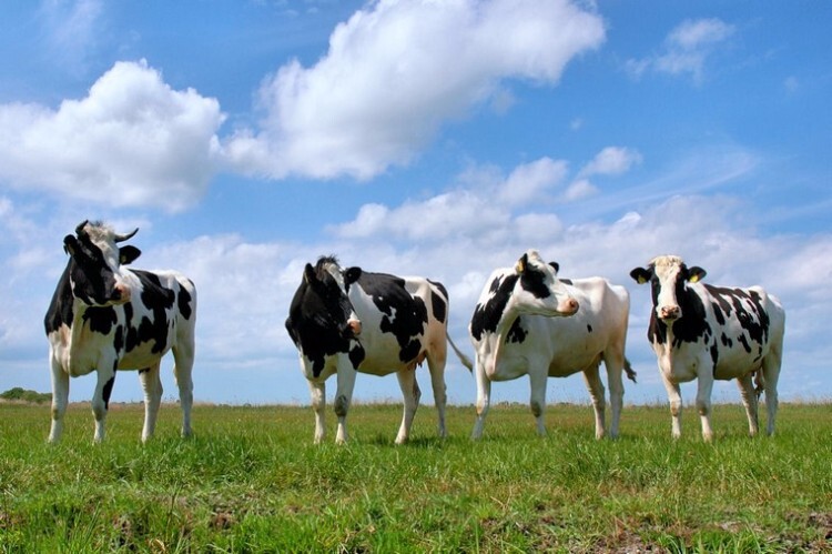 Тагильские коровы в поле