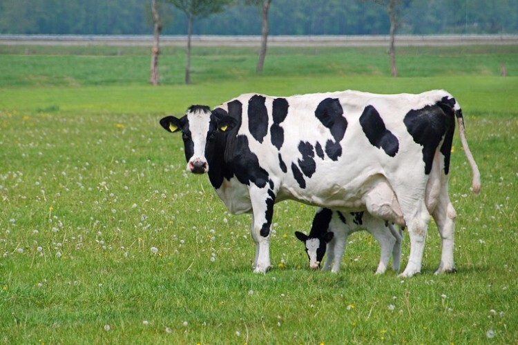Тагильская корова с теленком