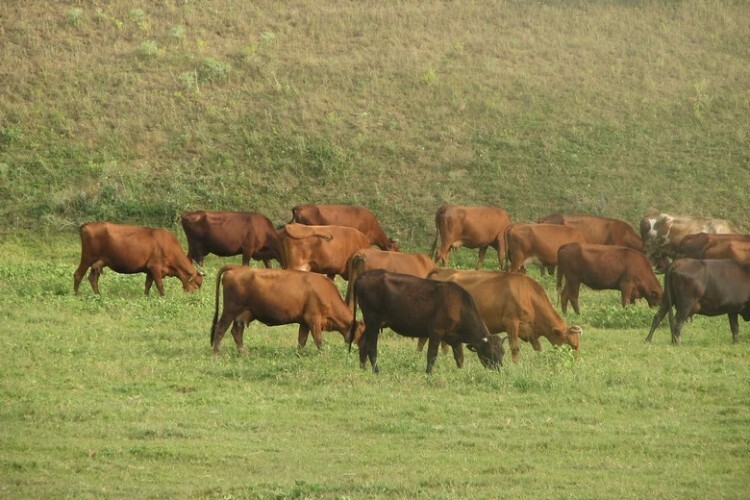 Красные степные коровы на пастбище