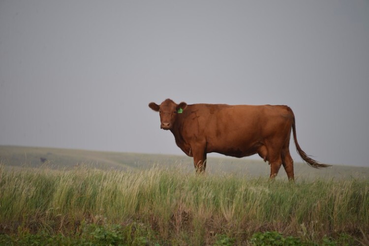 Красная степная корова в поле