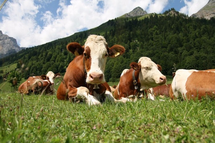 Коровы породы Айрширская лежат на лугу